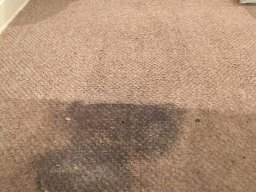 carpet cleaning process 3